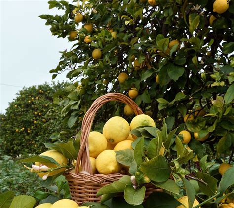 Agrumi siciliani in un cesto, con limoni Femminello Siracusano in primo piano