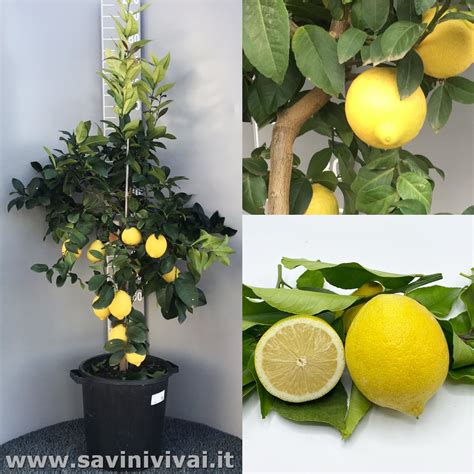 Pianta di limone Femminello Siracusano in vaso, rigogliosa e carica di frutti