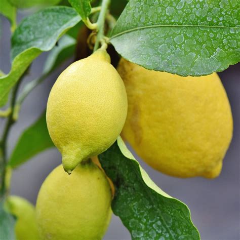 Dettaglio di un limone Femminello Siracusano IGP con la sua buccia sottile e il colore giallo intenso
