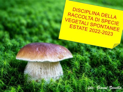Immagini delle specie vegetali endemiche del Parco Nazionale della Majella