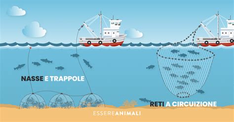 Schema che illustra i diversi attrezzi da pesca utilizzati per il polpo (nasse, reti, amo)