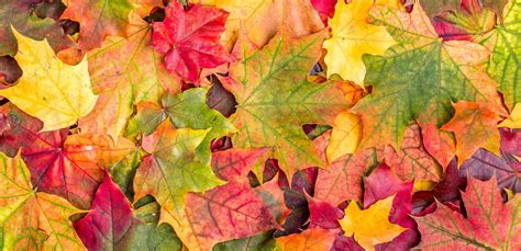 Foglie autunnali con colori vivaci