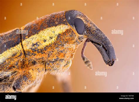 Illustrazione di Lixus junci, il punteruolo della bietola, con focus sul rostro caratteristico.
