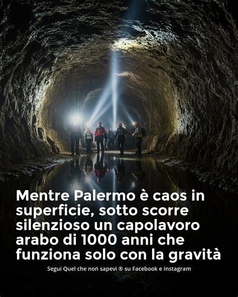 Schema che illustra le gallerie scavate dalle larve di punteruolo nei piccioli e nelle radici della bietola.