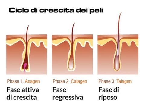 Infografica che mostra le diverse fasi di crescita del pelo e la struttura del follicolo pilifero.