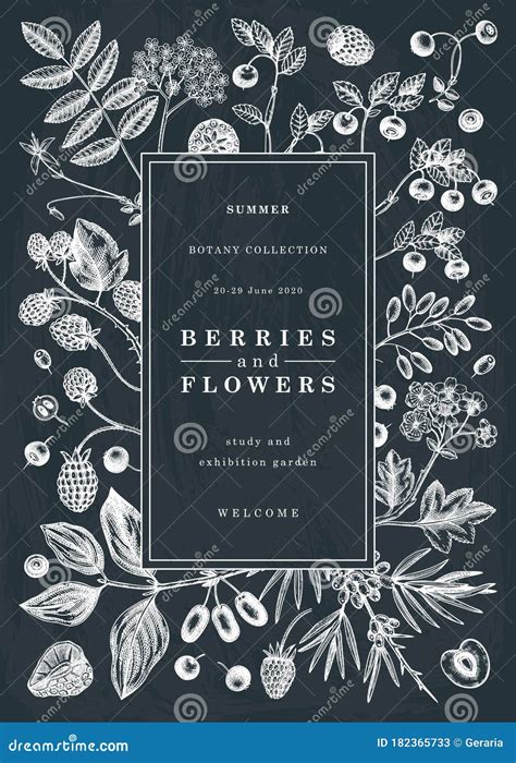 Illustrazione botanica di ribes nero, mirtilli e lamponi.