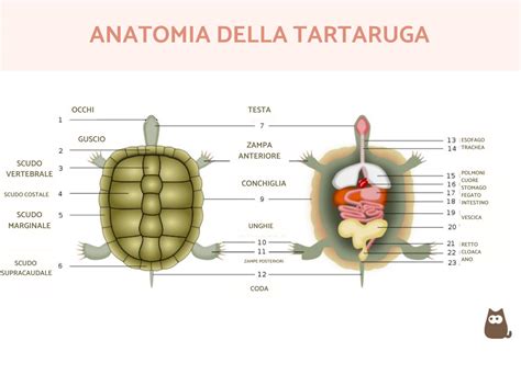 Schema anatomico dello scampo con indicazione del carapace, del rostro, degli occhi, delle antenne, delle chele e della coda a ventaglio.