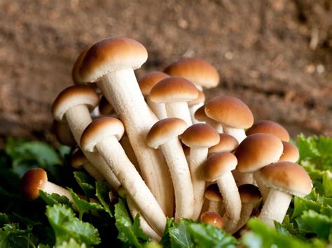 Immagine di diverse tipologie di funghi (champignon, chiodini, porcini)