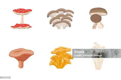 Illustrazione di diverse tipologie di funghi cutanei e loro manifestazioni