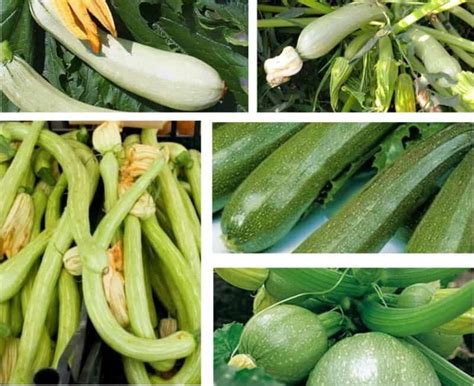 Varietà di zucchine fresche e colorate
