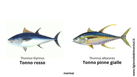 tonno pinna gialla con le sue caratteristiche pinne gialle