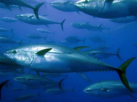 tonno alalunga con le sue lunghe pinne pettorali