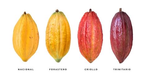 Infografica sulle varietà di cacao e la loro provenienza