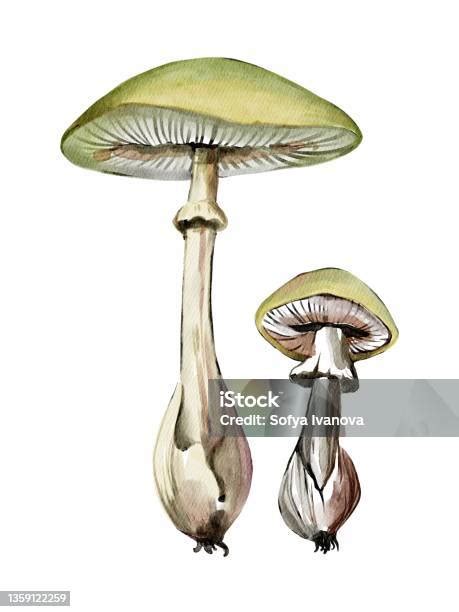 Illustrazione di Amanita phalloides