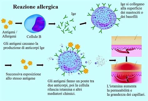 Schema che illustra la reazione allergica IgE-mediata