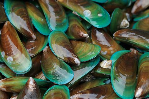 Cozze verdi della Nuova Zelanda in primo piano, con il loro caratteristico guscio verde.