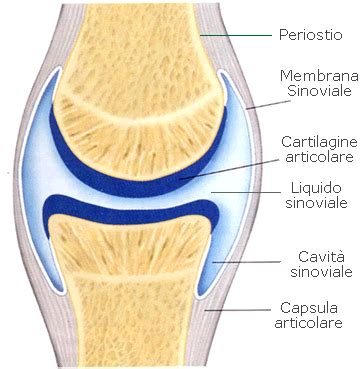 Schema anatomico di un'articolazione sana, con evidenziate cartilagine e liquido sinoviale.