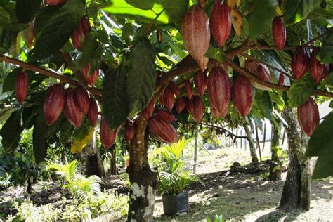 Piantagione di alberi di cacao Theobroma cacao con cabosse mature