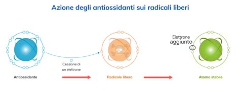 Schema che illustra l'azione antiossidante del burro di cacao sulla pelle