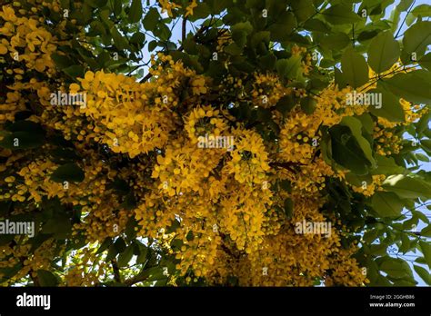 Illustrazione botanica del Laburnum alpinum con fiori gialli a grappolo e frutti a legume
