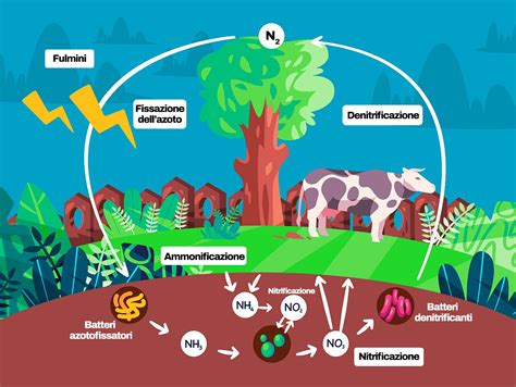 Infografica che illustra i benefici delle leguminose arboree: fissaggio dell'azoto, habitat per la fauna, miglioramento del suolo.