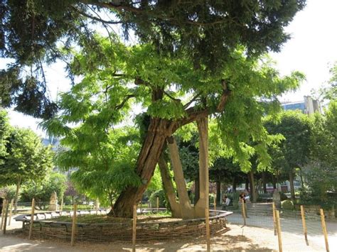 Immagine del più antico esemplare di Robinia pseudoacacia a Parigi, Place René Viviani.
