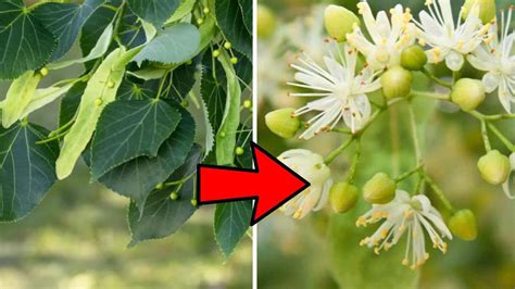 Dettaglio dei fiori di Tiglio e delle foglie a forma di cuore.