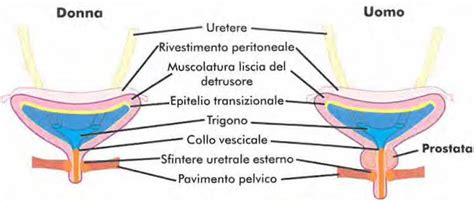 Schema anatomico della prostata del cane, evidenziando la sua posizione rispetto all'uretra e al retto.