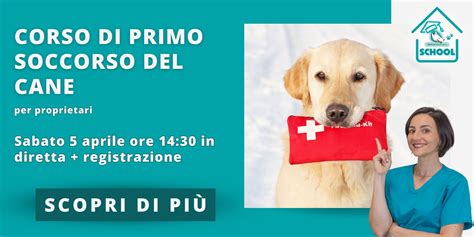 Schema che illustra le diverse patologie del pene del cane: parafimosi, frattura del baculum, priapismo, balanopostite.