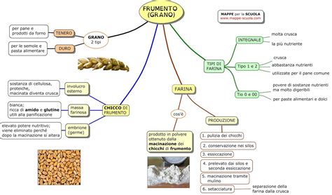 Schema che illustra il processo di estrazione dell'amido dal frumento, evidenziando la differenza tra amido normale e deglutinato.