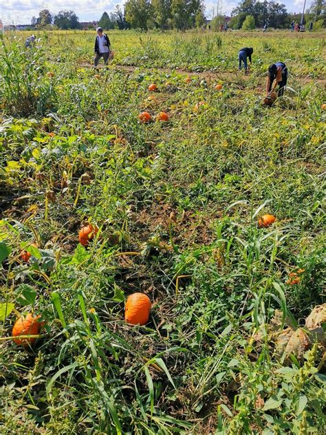 Un vasto campo di zucche di diverse dimensioni e varietà, con persone che passeggiano tra di esse.