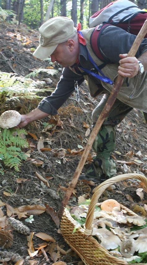 Un cercatore di funghi che esamina attentamente il sottobosco in un bosco appenninico.