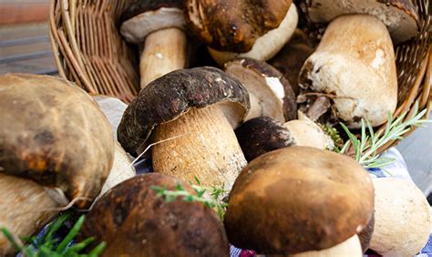 Un cestino colmo di funghi porcini freschi, pronti per essere cucinati.