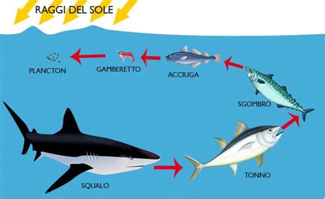 Schema sulla biomagnificazione del mercurio nella catena alimentare marina