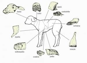 Illustrazione dei diversi tagli di carne di agnello e loro caratteristiche