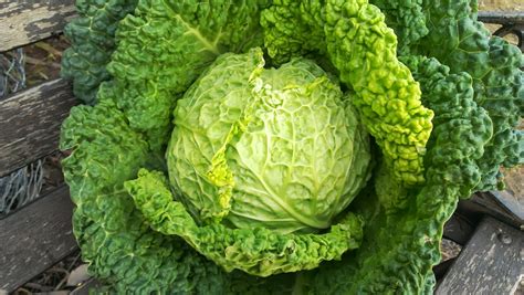 Verza fresca con foglie verdi e croccanti
