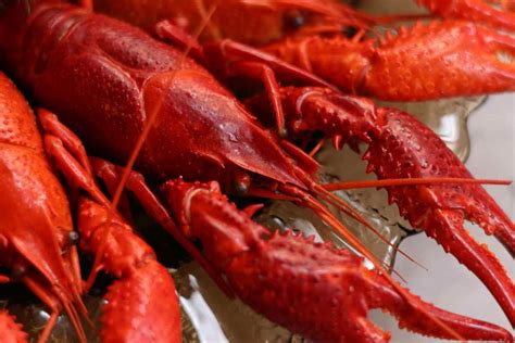 Pesca del gambero rosso in mare aperto