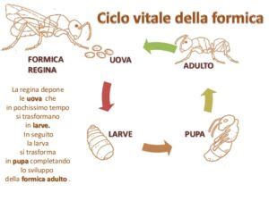 Schema del ciclo vitale di una formica: uovo, larva, pupa, adulto.