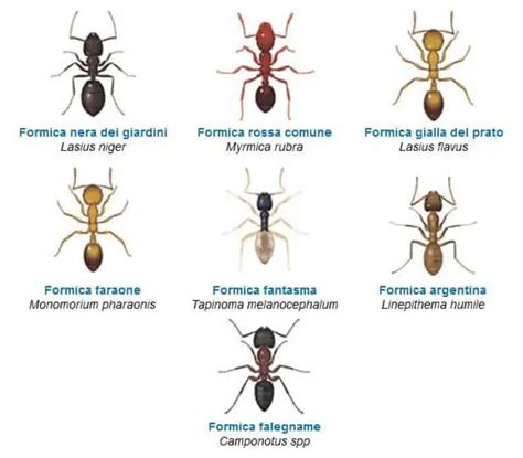 Illustrazione delle principali specie di formiche: formica nera, formica di fuoco.