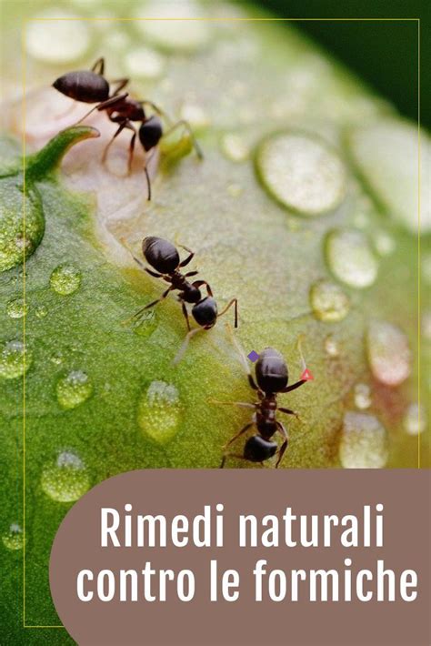Illustrazione di vari rimedi naturali contro le formiche: aceto, limone, spezie, oli essenziali.