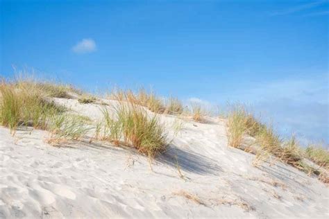 Dune sabbiose e vegetazione mediterranea a Punta Prosciutto