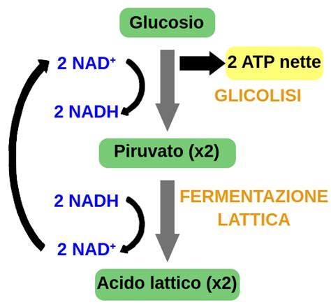 Schema del processo di fermentazione lattica nei salumi con l'azione dei batteri lattici sullo zucchero.