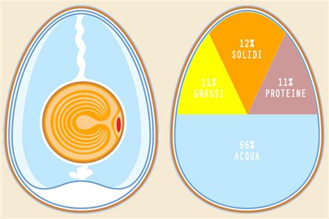 Infografica che illustra la composizione nutrizionale di un uovo intero, distinguendo tra albume e tuorlo.