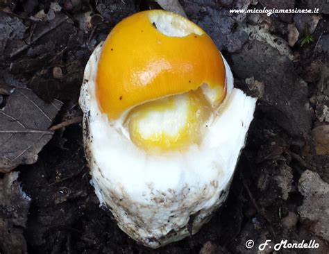 Descrizione dell'Amanita Caesarea con cappello arancione, lamelle gialle e gambo bulboso.