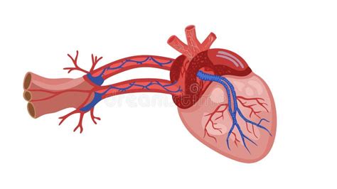 Schema anatomico di un gambero