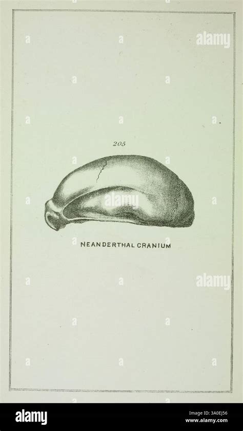 Illustrazione dell'Anisakis simplex, evidenziando la sua forma cilindrica e le dimensioni.