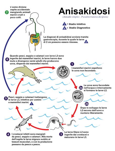 Schema del ciclo vitale dell'Anisakis, mostrando gli ospiti intermedi marini e il passaggio delle larve.