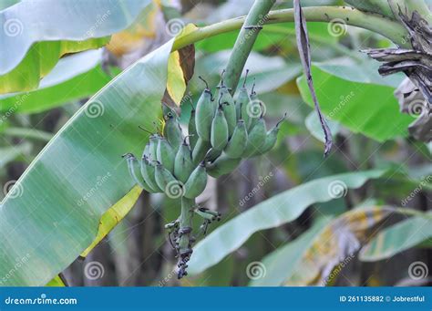 descrizione: Pianta di Banana Kush coltivata all'aperto, con cime dense e folte sotto il sole.