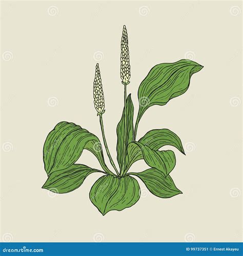 illustrazione botanica del porro con i suoi bulbi e le foglie verdi