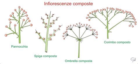 Schema illustrativo delle parti commestibili di una cima di rapa: infiorescenze, foglie tenere e parte superiore dello stelo.